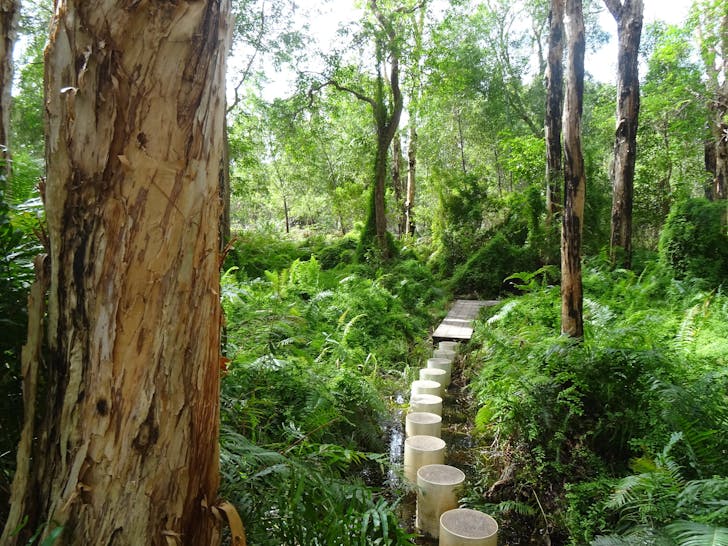 a set of stepping stones through a forest