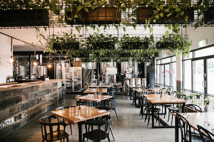 brouhaha brewery interior with hanging vines
