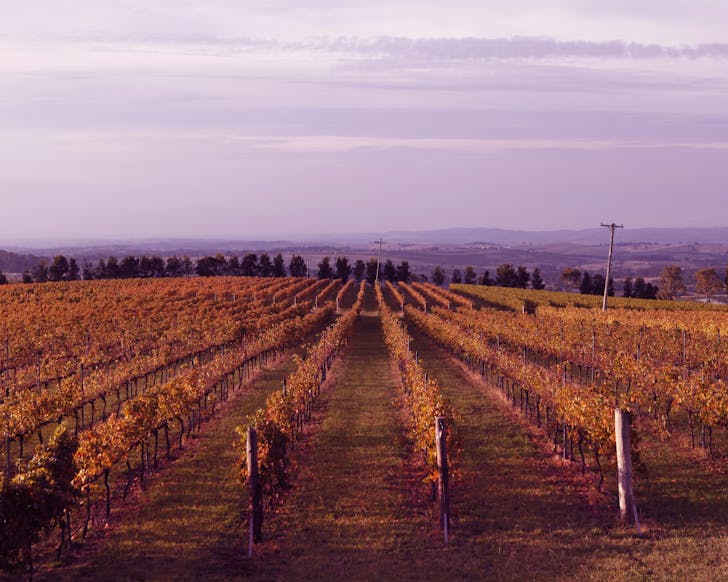 best wineries orange nsw 